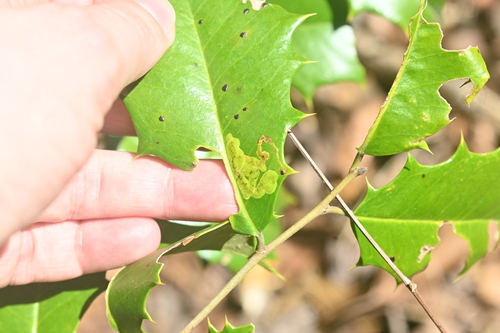 Unknown species found near Sassafras Trail, Paris Mountain