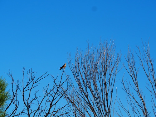 Brown Falcon