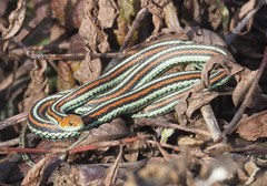 Thamnophis sirtalis tetrataenia