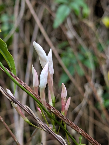 Jasminum polyanthum observed 2026-03-26