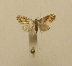 Glaucocharis chrysochyta