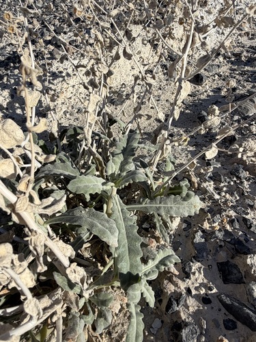 Ash Meadows Blazing Star (Mentzelia leucophylla)