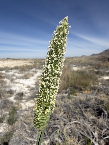 Lesser Canary Grass (Phalaris minor)