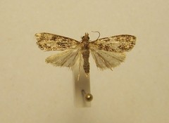 Scoparia animosa