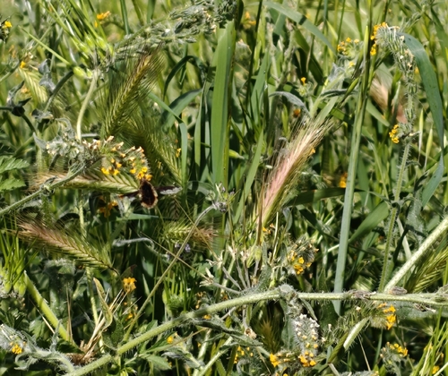 Unknown species found near Cupertino, CA 95014, USA
