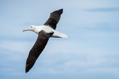 Northern Royal Albatross photo 3