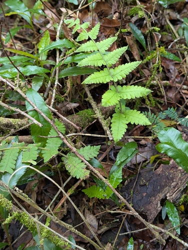 Parasitic Tri-vein Fern (Christella parasitica)