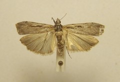 Scoparia indistinctalis