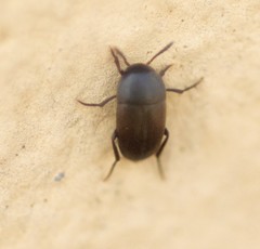 Ptomaphagus
