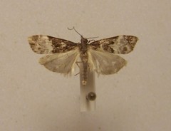Scoparia minusculalis