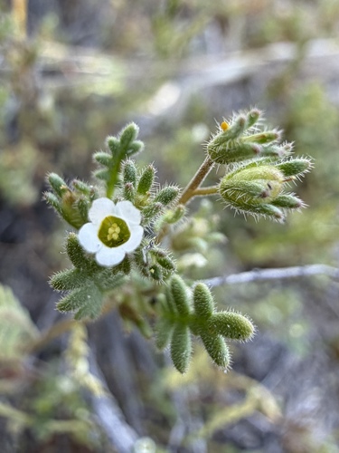 Ives' Phacelia (Phacelia ivesiana)