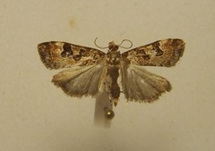 Scoparia ustimacula