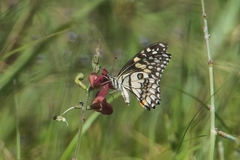 Papilio demoleus sthenelus