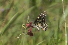 Papilio demoleus sthenelus