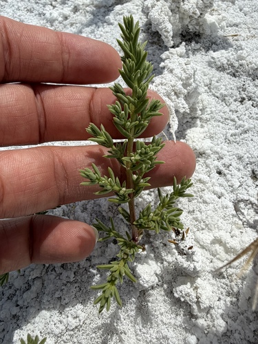 Boraxweed (Nitrophila occidentalis)