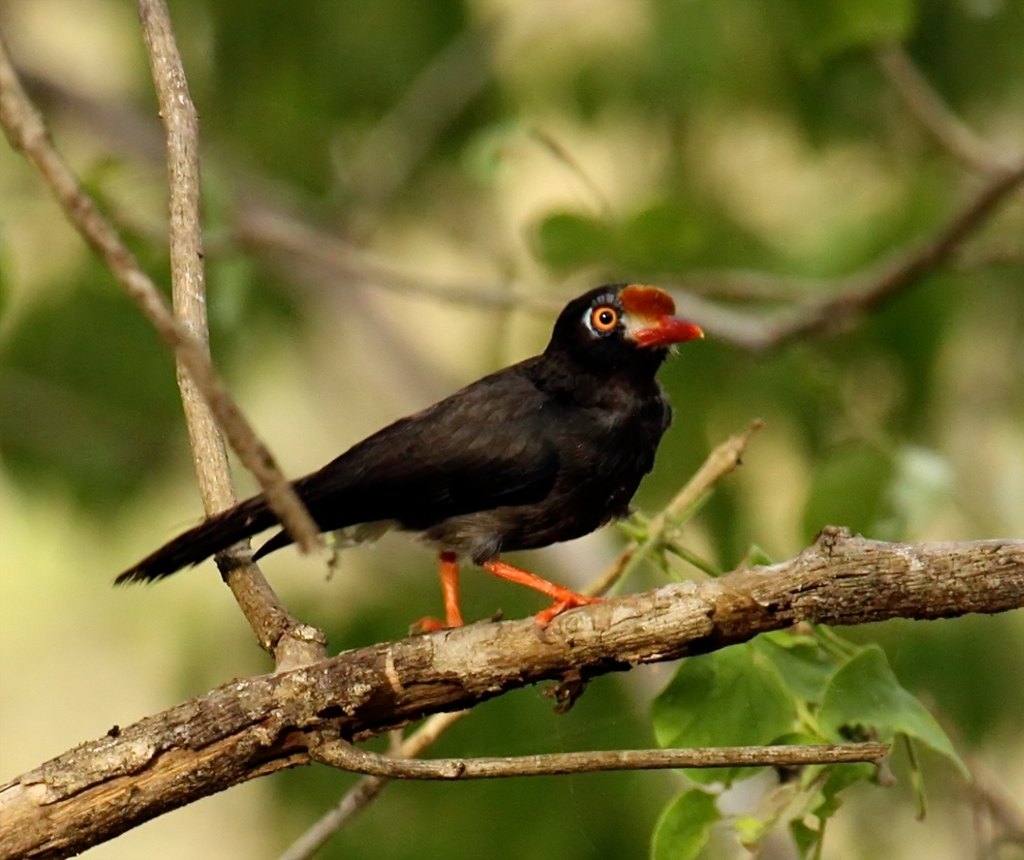 Chestnut-fronted Helmetshrike photo