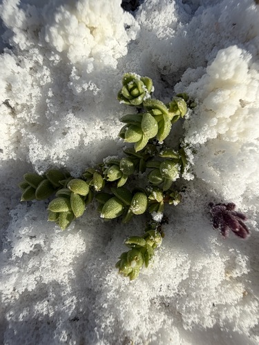 Amargosa Niterwort (Nitrophila mohavensis)