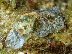 Haminoea alfredensis