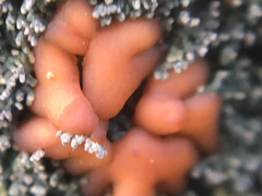 Fuscopannaria coralloidea image