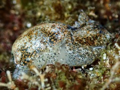 Haminoea alfredensis