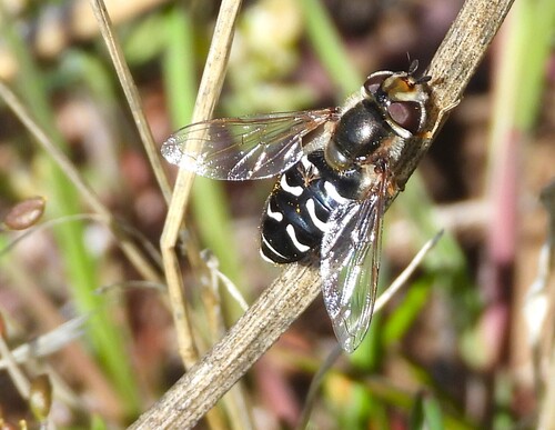 Unknown species found near Yakima County, WA, USA