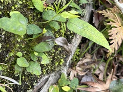 Selliguea hastata