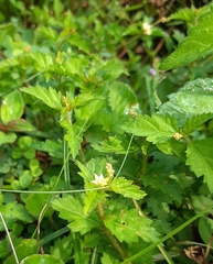 Magnoliopsida