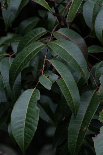 Toxicodendron acuminatum
