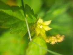 Magnoliopsida