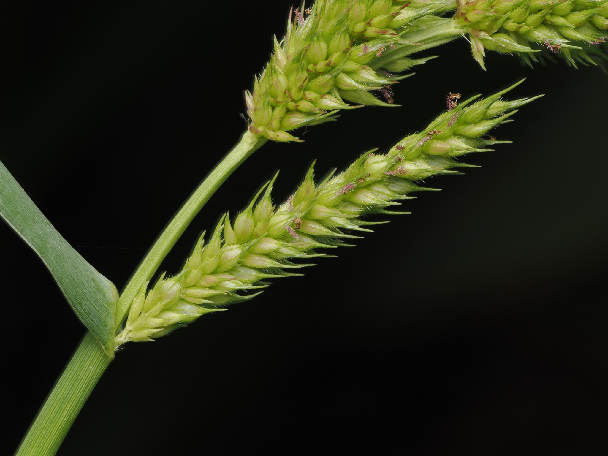 Barnyard Grass (Echinochloa crus-galli)