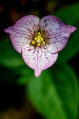 Pseudotrillium rivale