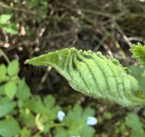 Unknown species found near Portola Valley, CA, USA