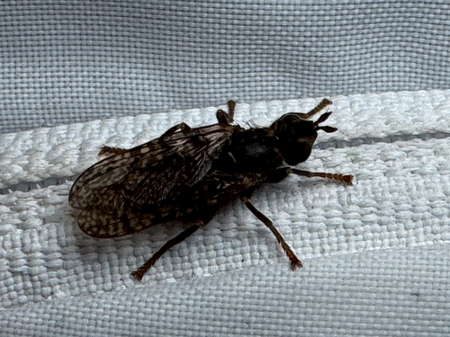 Unknown species found near Texas, US