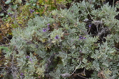 Lavandula buchii image