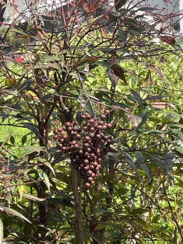 Heavenly bamboo