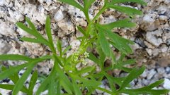Apiastrum angustifolium