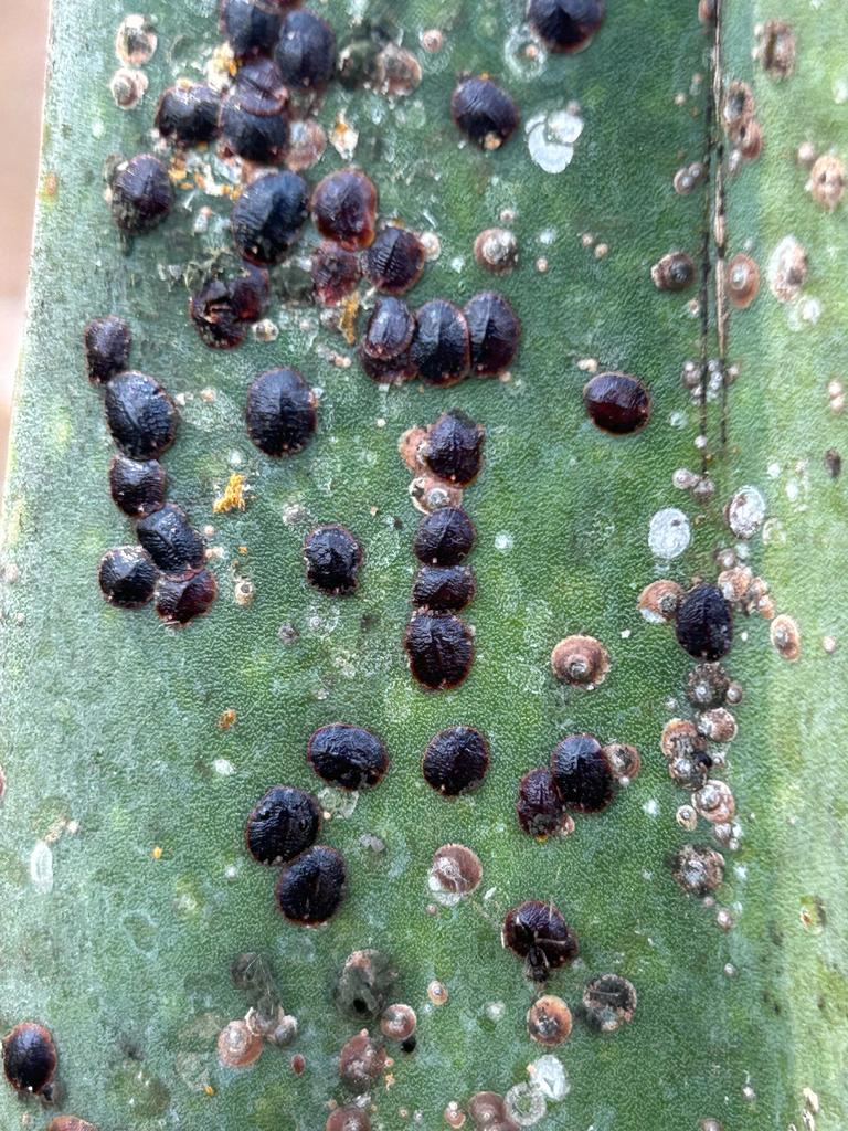 Acutaspis agavis