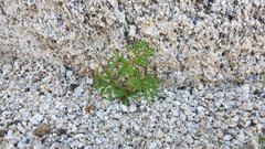 Apiastrum angustifolium