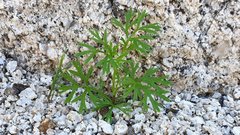 Apiastrum angustifolium