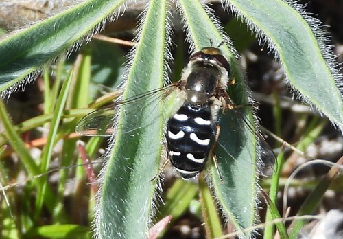 Unknown species found near Yakima County, WA, USA