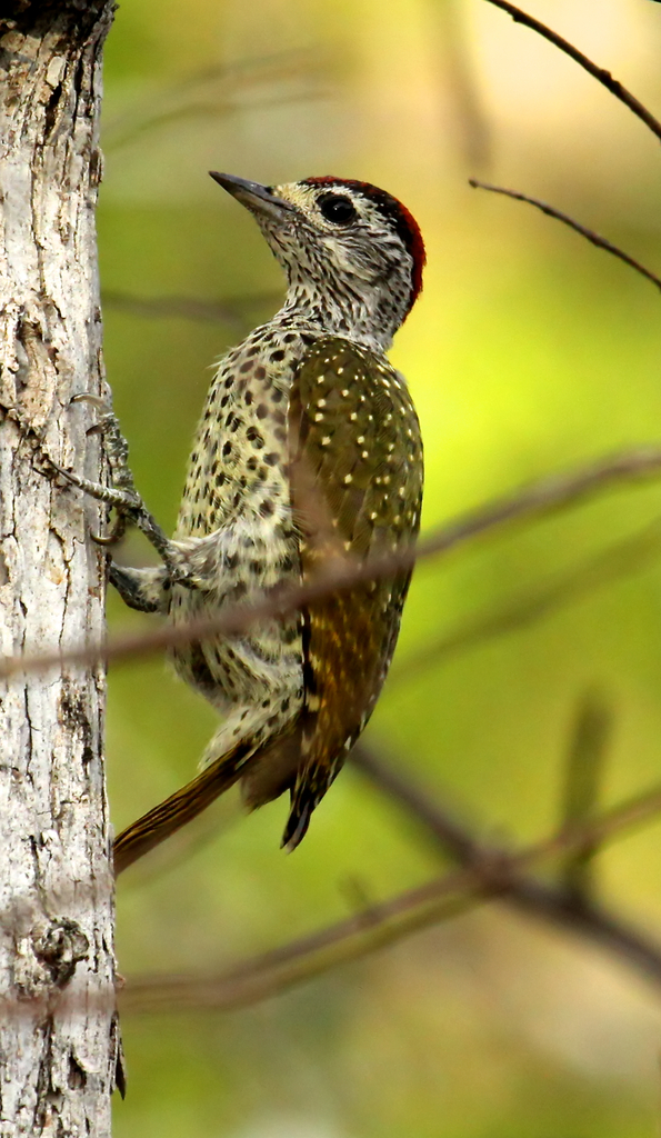 Green-Backed Woodpecker