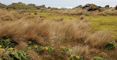 Poa litorosa