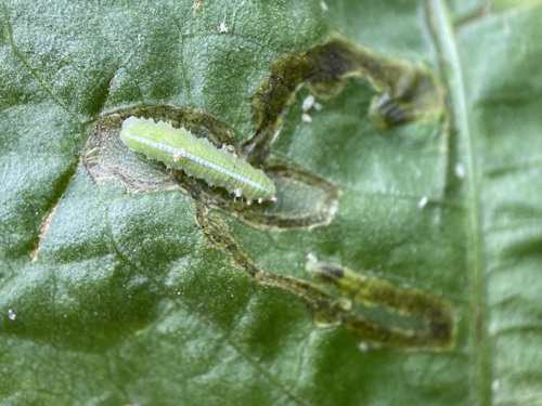 Unknown species found near Contra Costa County, CA, USA