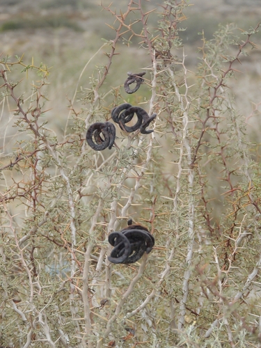 Mesquite (Neltuma denudans)