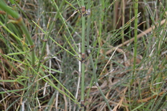 Equisetum ramosissimum var. ramosissimum image