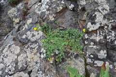 Lotus dumetorum