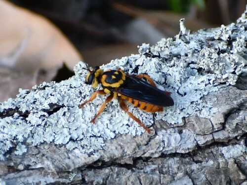 Unknown species found near Jasper County, TX, USA