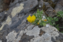 Lotus dumetorum