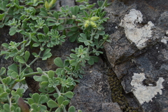 Lotus dumetorum