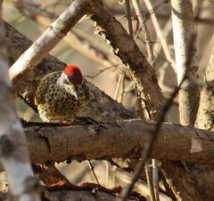 Campethera cailliautii